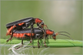 <p>PÁTEŘÍČEK SNĚHOVÝ (Cantharis fusca) ---- /species of soldier beetle - Gemeiner Weichkäfer/</p>